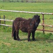 Super leuk shetlandpony hengstje