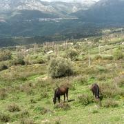 Pensionstalling in Zuid-Spanje