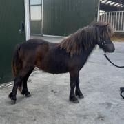 Shetland merrie 