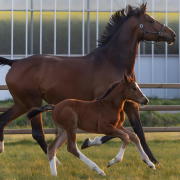 zangersheide merrie, 2019