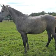 PRE merrie 2 jaar