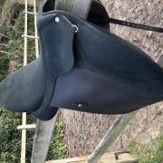 Wintec Pro Dressuur 17' - in zeer goede staat