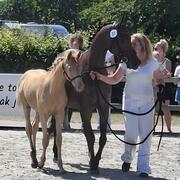 Gold champagne NRPS merrieveulen en Arabisch volbloed merrie