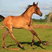 Arabisch sport hengstveulen 