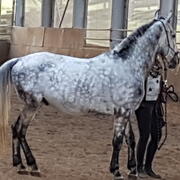 Lipizanner Ruin 5jaar