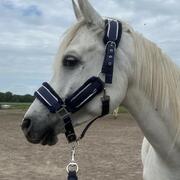Te huur gezocht (weide)grond omgeving Nijmegen e.o.