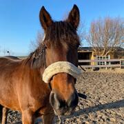 Lieve d pony merrie te koop