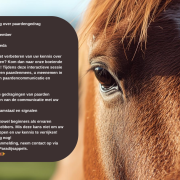 Fijner communiceren met uw paard? Lezing over paardengedrag