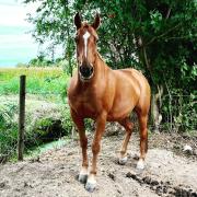 Te koop: recreatiepaard Xing – merrie, 13 jaar, Paint, 1.47m