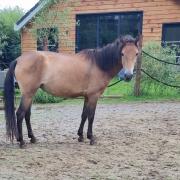 3 jarige merrie Spoed