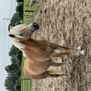 Haflinger E pony merrie 1.50 met Astma 