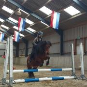 Allround superbrave Dartmoor Pony (menpony) 