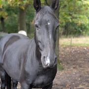 Projectpaard