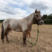 Few spot pony 