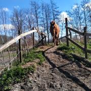 GEZOCHT braaf paard voor moeder en dochter