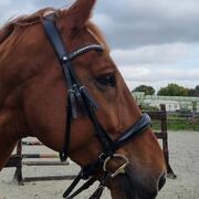 Montar fair hoofdstel Zwart anatomisch 