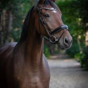 Super sociale ruin als weidemaatje