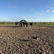 Stalling aangeboden voor pony/ paard met pensioen