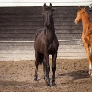 Friese enter hengst van Pier x Loadewyk 