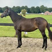 Super dressuur e-pony 2,5 jaar groen 