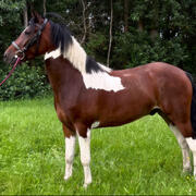 Leuke D pony ruin