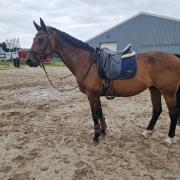 Luckyboy x Colman Merrie van 2008