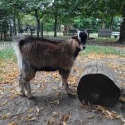 Geitenbokje zoekt reddende engel