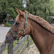 Verzorger/bijrijder gezocht voor lieve D-pony