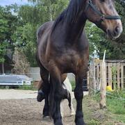 4 jarige barokke ruin