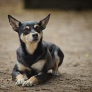 5 sterrenmandje gezocht voor Australian Working Kelpie