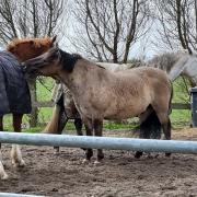 Hele mooie brede 5 jarige wildkleur D pony 1,42 