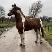 Men / rijpaard ruin 10 jaar