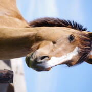 Verzorgpony aangeboden 