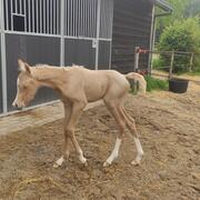 Mooie palomino merrie van 2023, NRPS E-pony