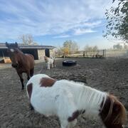 Vakantieoppas 24 t/m 31 januari