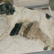 Zeer lieve mooie kruising Toller puppies, geboren 25/6