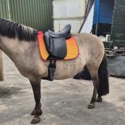 Butterfly claudia met automatisch aanpasbaar boommaat