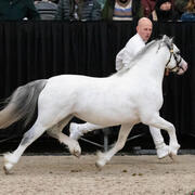 Welsh A hengst met papier