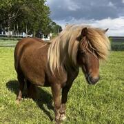 Mooie lieve Shetlander merrie met papieren 