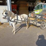 HCA tweewieler, inclusief compleet Ideal ponytuig