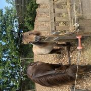 2 jarige wildkleir shet merrie 