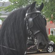 Knappe, brave Friese merrie