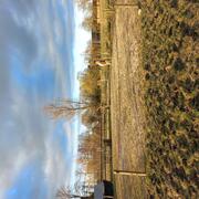 Pensioen plek voor ouder paardje op de Veluwe 