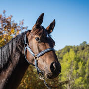 Leuke KWPN springmerrie