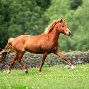 Leukste IJslander x Quarter merrie met sportpotentie