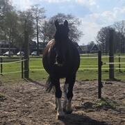 Paard (met gebruiksaanwijzing)