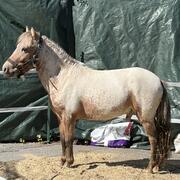 Few spot pony 