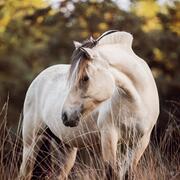 Mooie 5 jarige ulsblakke fjordenmerrie