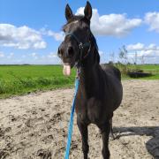 Lieve Spaanse merrie