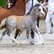 Welsh A merrie veulen